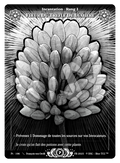 Fleur Du Trèfle De Lumière #Pt - 196 Prestige 2025 (FR) [RISE]